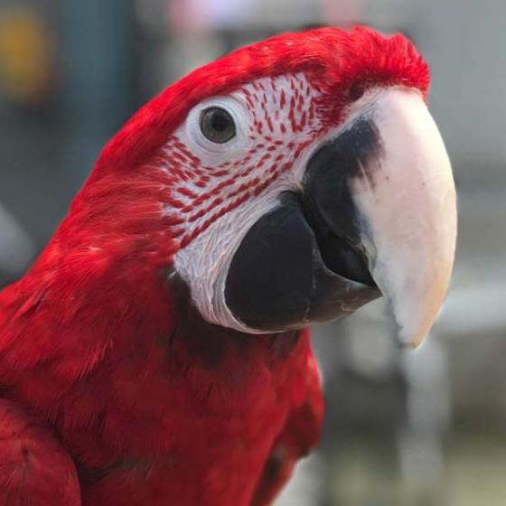 a close up of a bird perched on top of a parrot